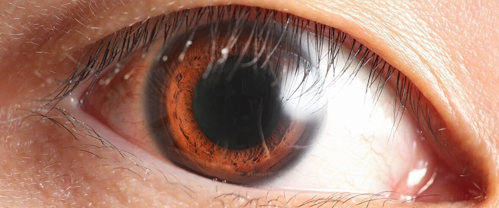 Understanding the Human Eye: Structure, Function & Eye Care